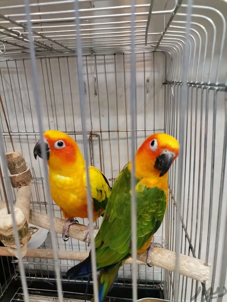 تصویر شماره 3 محصول 