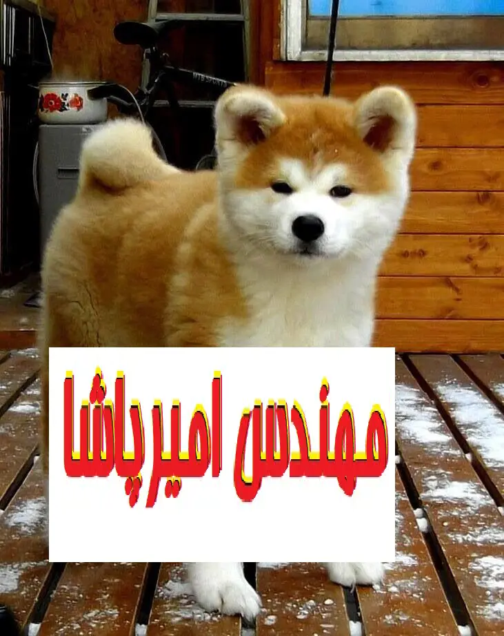 تصویر شماره 1 محصول 