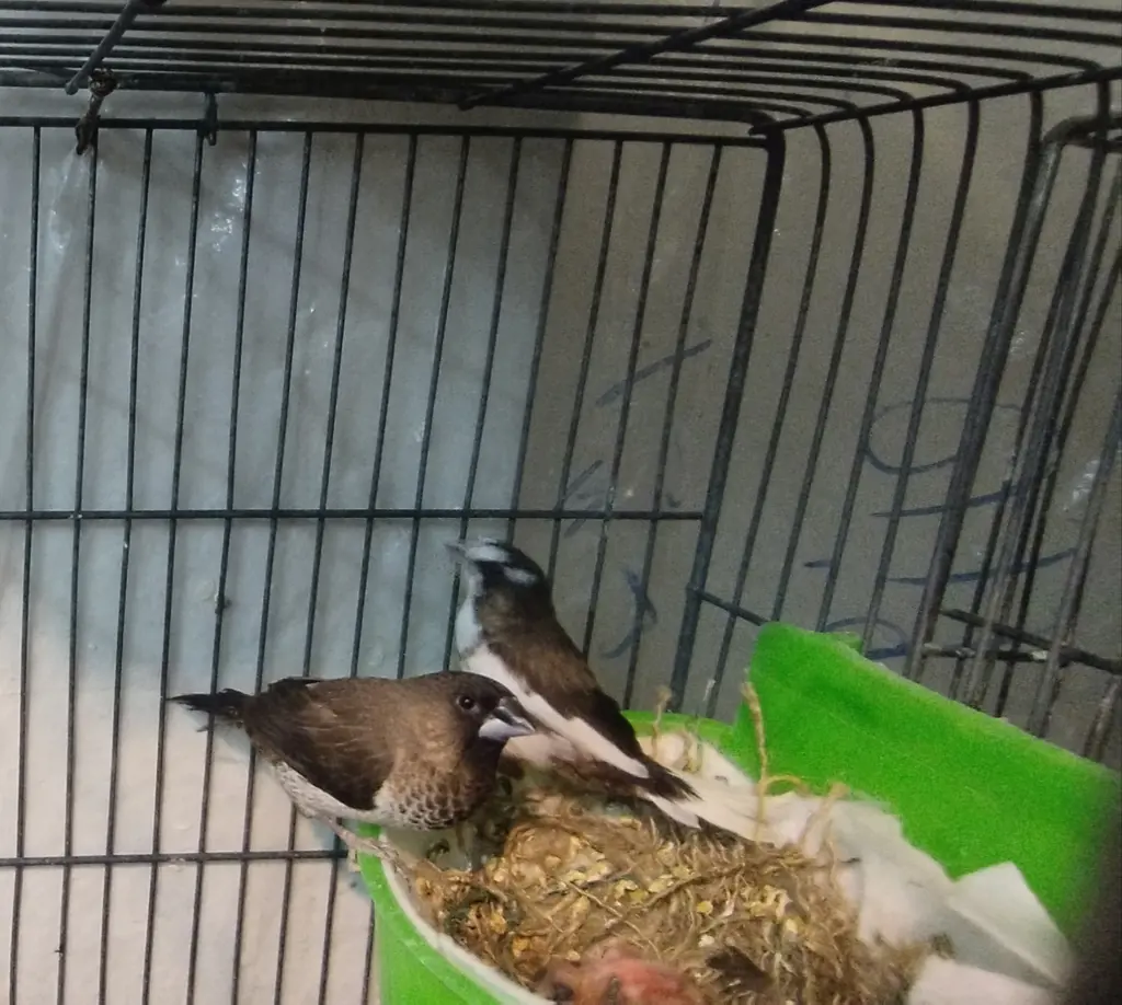 تصویر شماره 1 محصول 