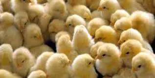 تصویر شماره 1 محصول 