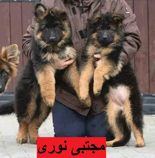 تصویر شماره 1 محصول 