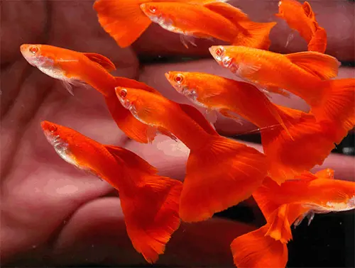 تصویر شماره 1 محصول 