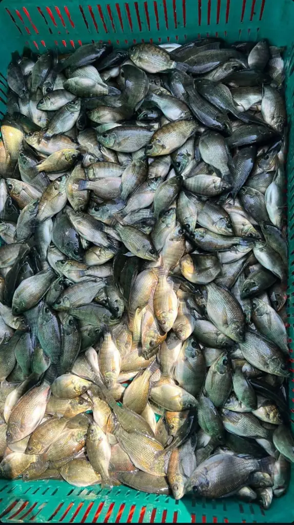 تصویر شماره 2 محصول 