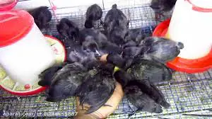 تصویر شماره 1 محصول 