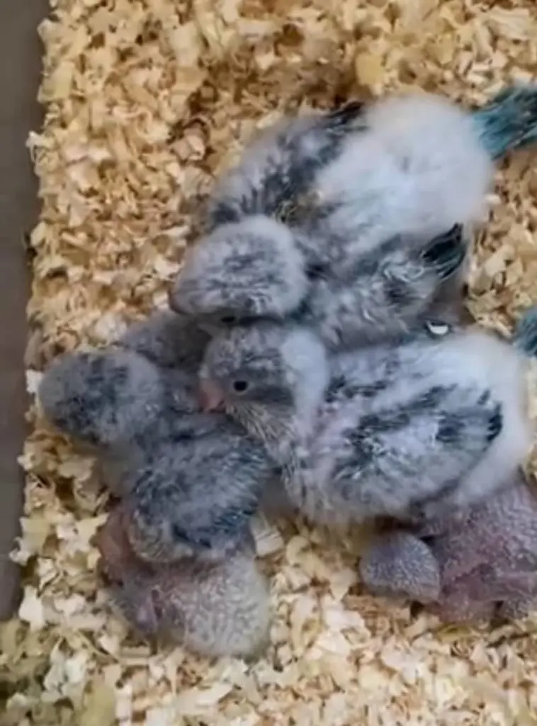 تصویر شماره 4 محصول 