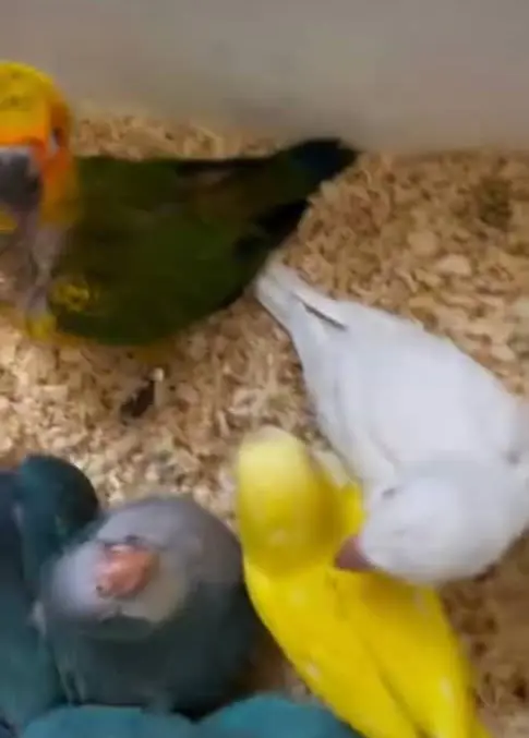 تصویر شماره 4 محصول 