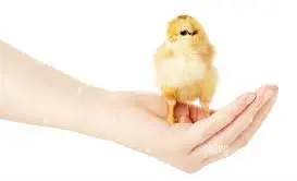 تصویر شماره 1 محصول 