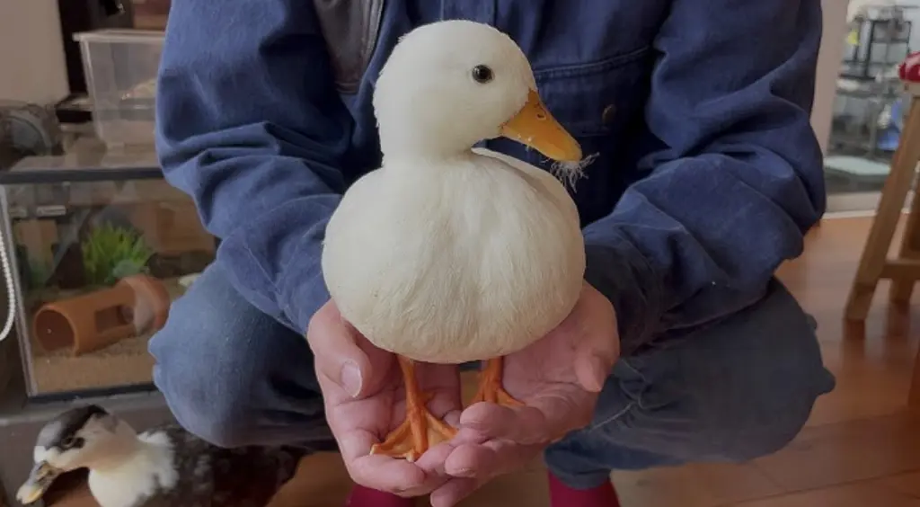 تصویر شماره 2 محصول 