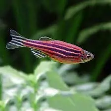 تصویر شماره 2 محصول 