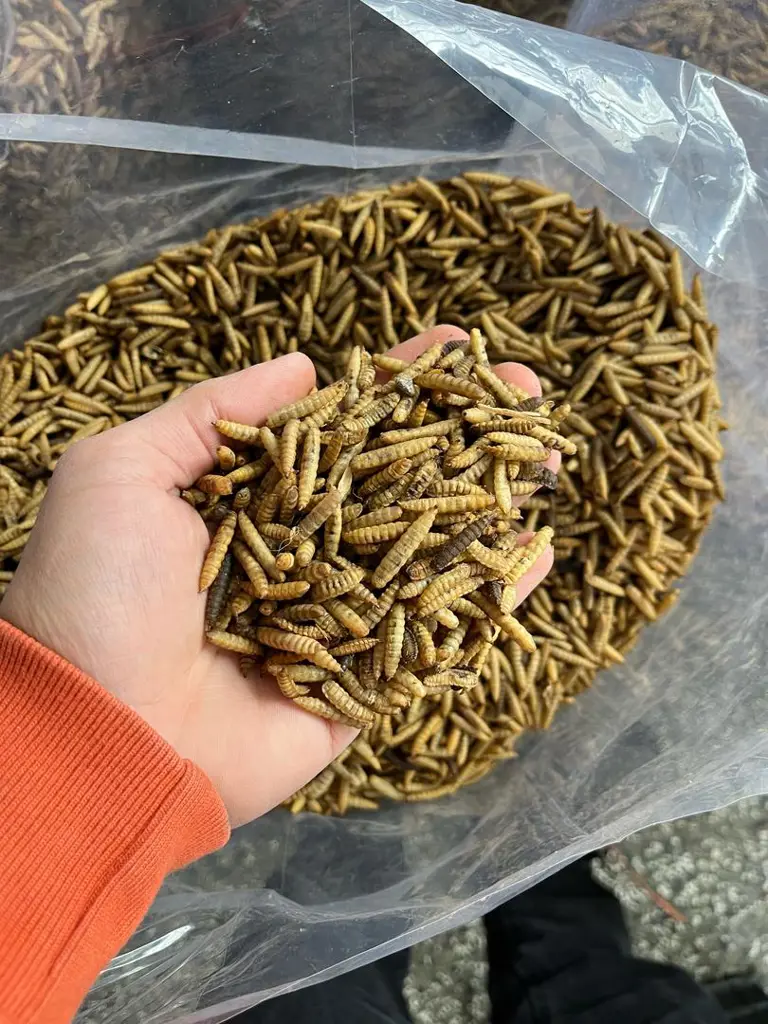 تصویر شماره 1 محصول 