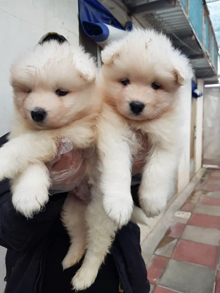 تصویر شماره 4 محصول 