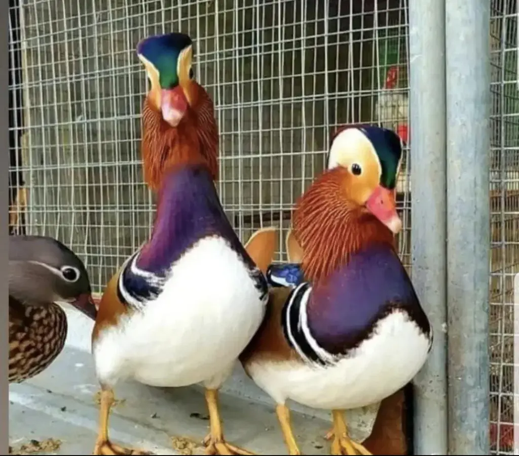 تصویر شماره 1 محصول 