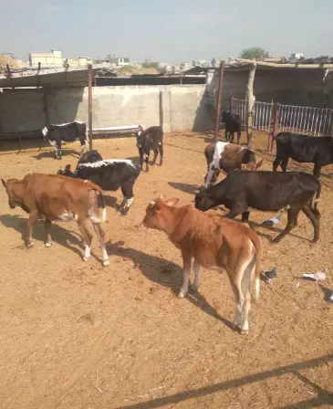 تصویر شماره 1 محصول 