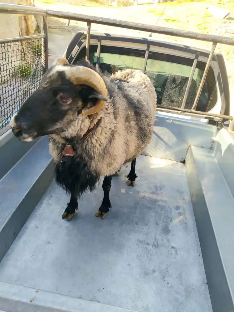 تصویر شماره 2 محصول 