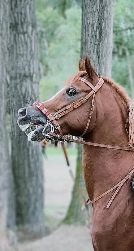 تصویر شماره 1 محصول 