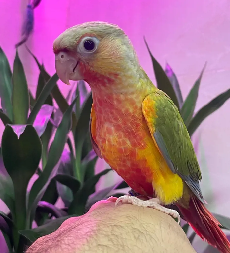 تصویر شماره 2 محصول 