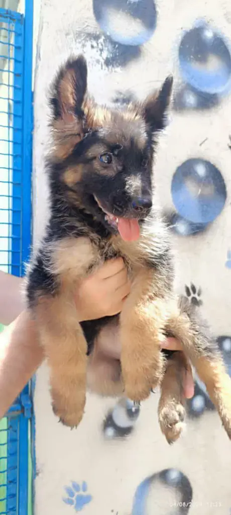 تصویر شماره 2 محصول 