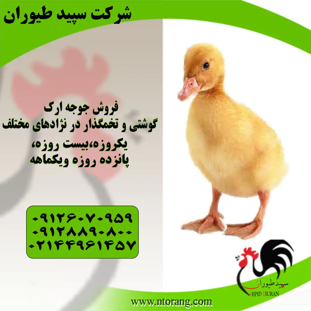 تصویر شماره 4 محصول 