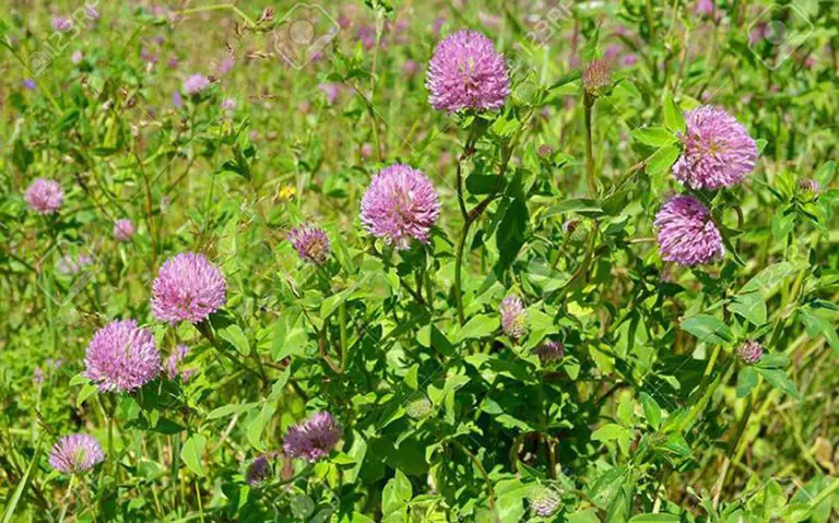 تصویر شماره 1 محصول 