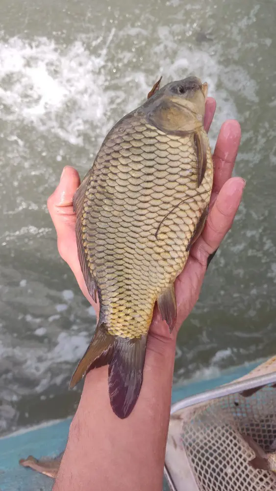 تصویر شماره 4 محصول 