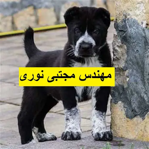 تصویر شماره 1 محصول 