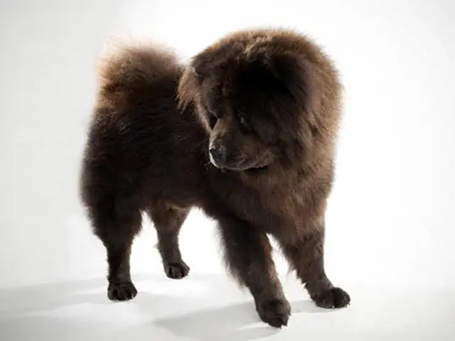 تصویر شماره 3 محصول 