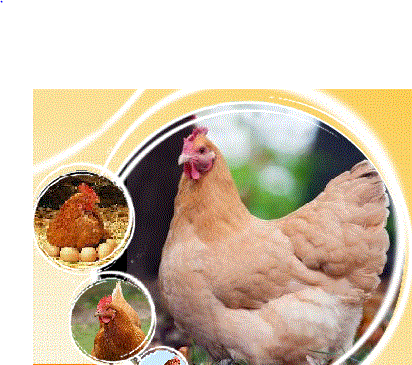 تصویر شماره 1 محصول 