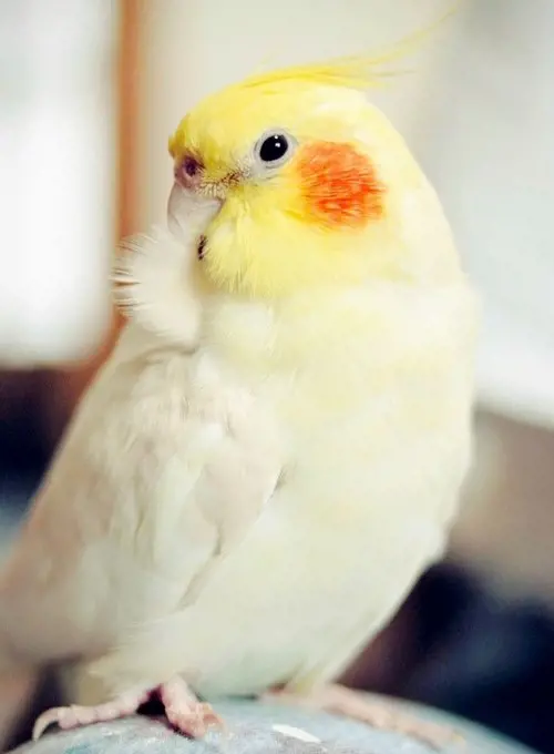 تصویر شماره 1 محصول 