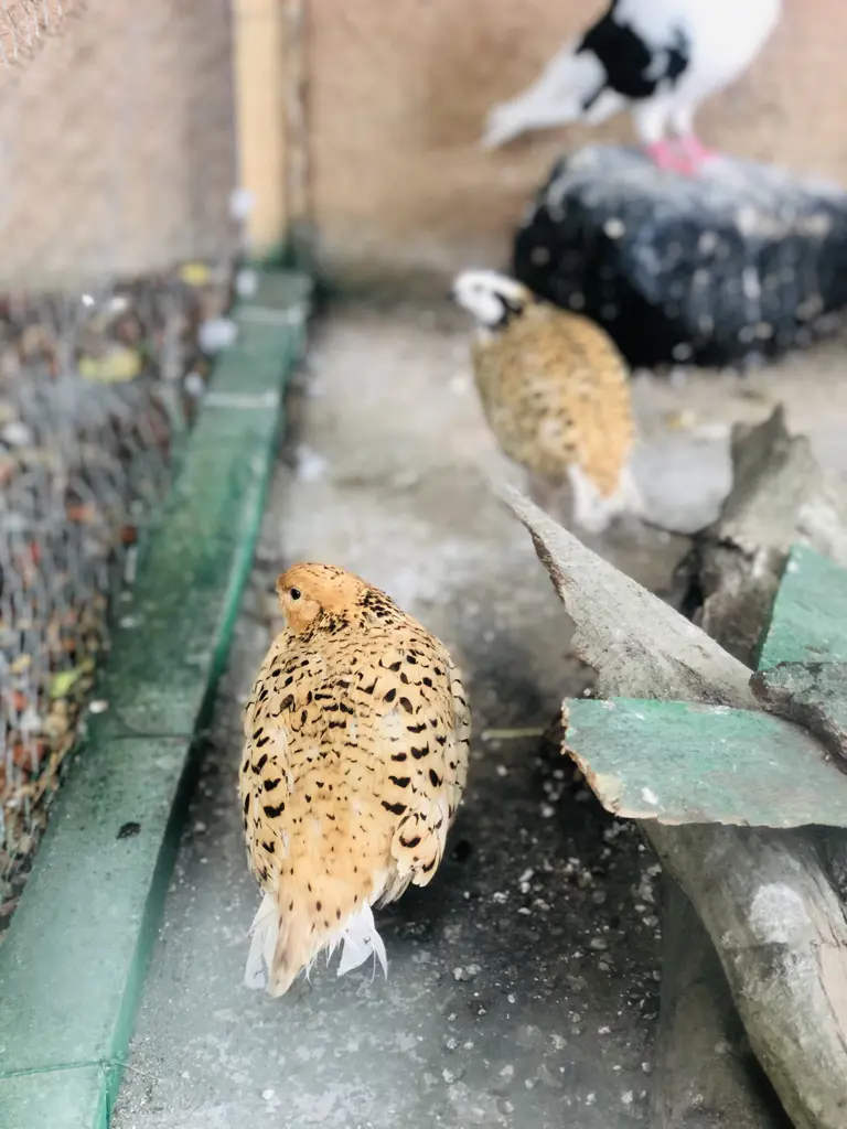 تصویر شماره 2 محصول 