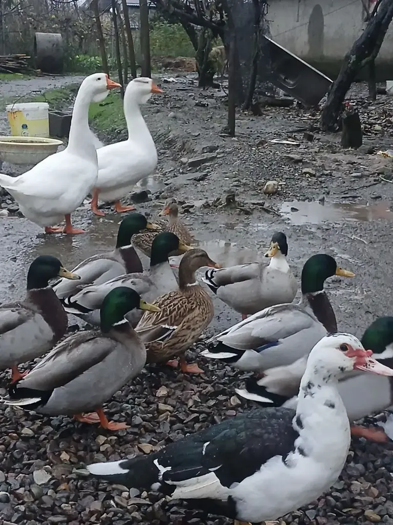 تصویر شماره 2 محصول 