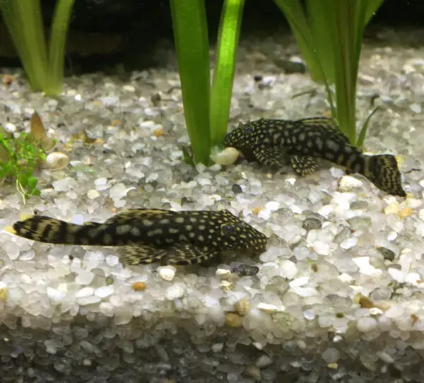 تصویر شماره 1 محصول 