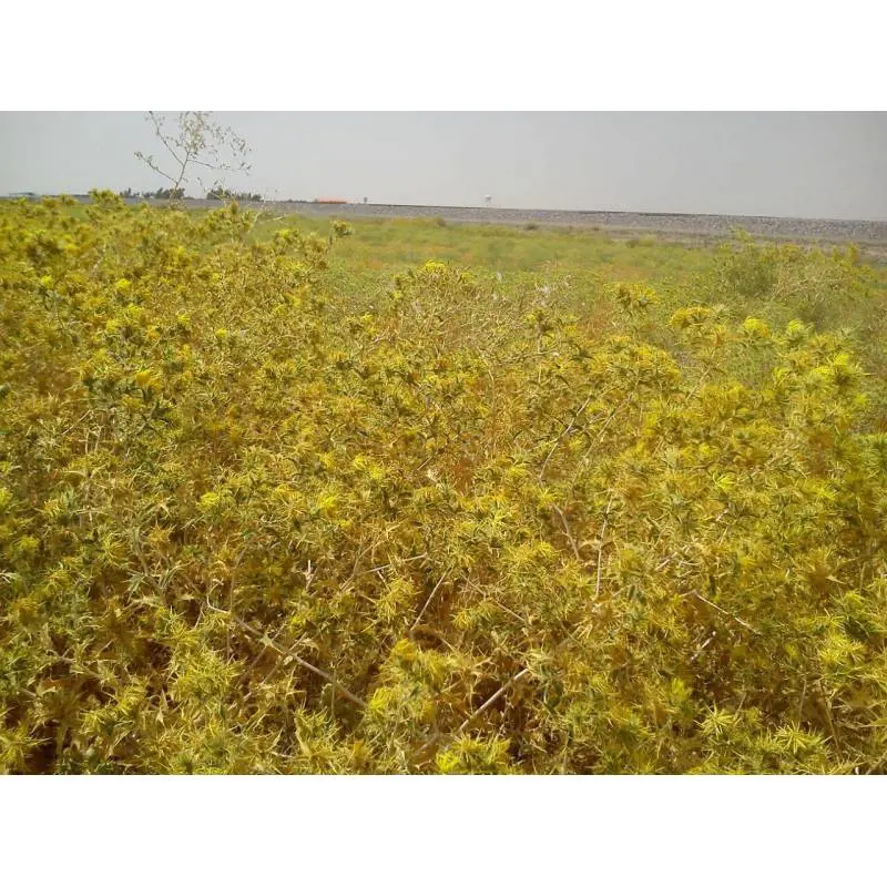 تصویر شماره 2 محصول 