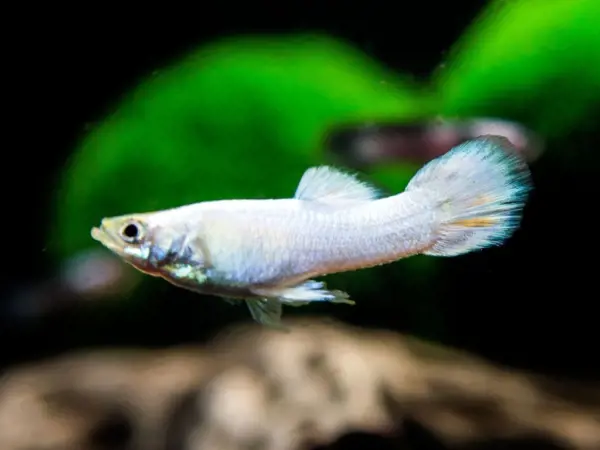 تصویر شماره 1 محصول 