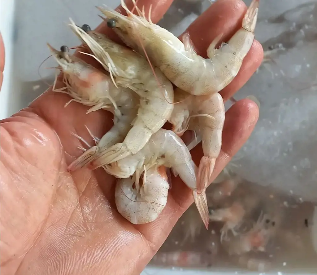 تصویر شماره 2 محصول 