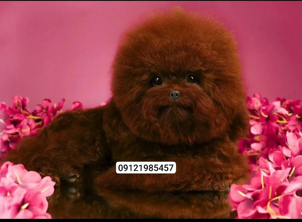 تصویر شماره 3 محصول 