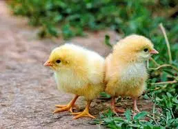 تصویر شماره 1 محصول 