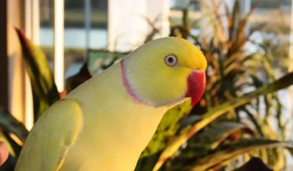 تصویر شماره 1 محصول 