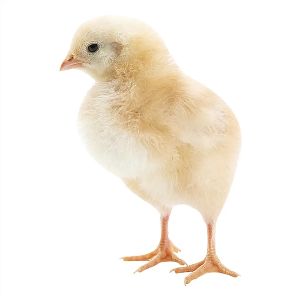 تصویر شماره 1 محصول 