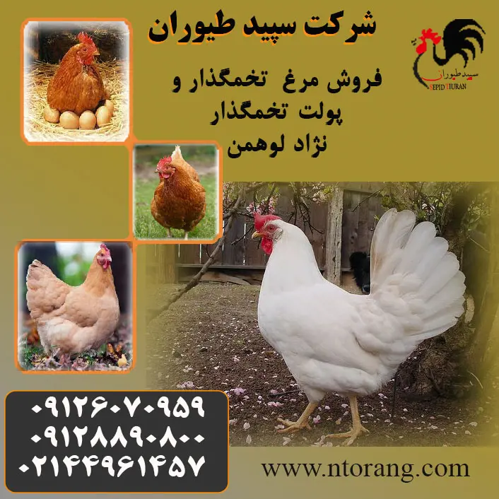 تصویر شماره 1 محصول 