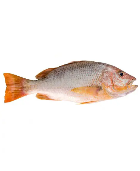 تصویر شماره 1 محصول 