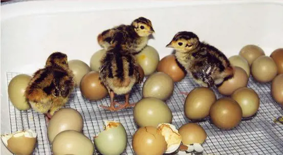 تصویر شماره 1 محصول 