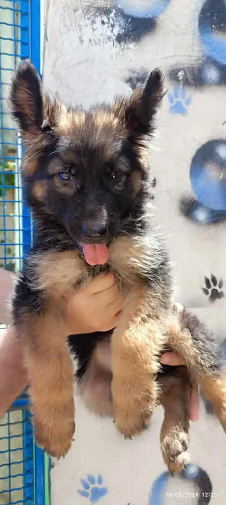 تصویر شماره 3 محصول 