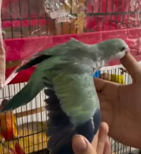 تصویر شماره 1 محصول 