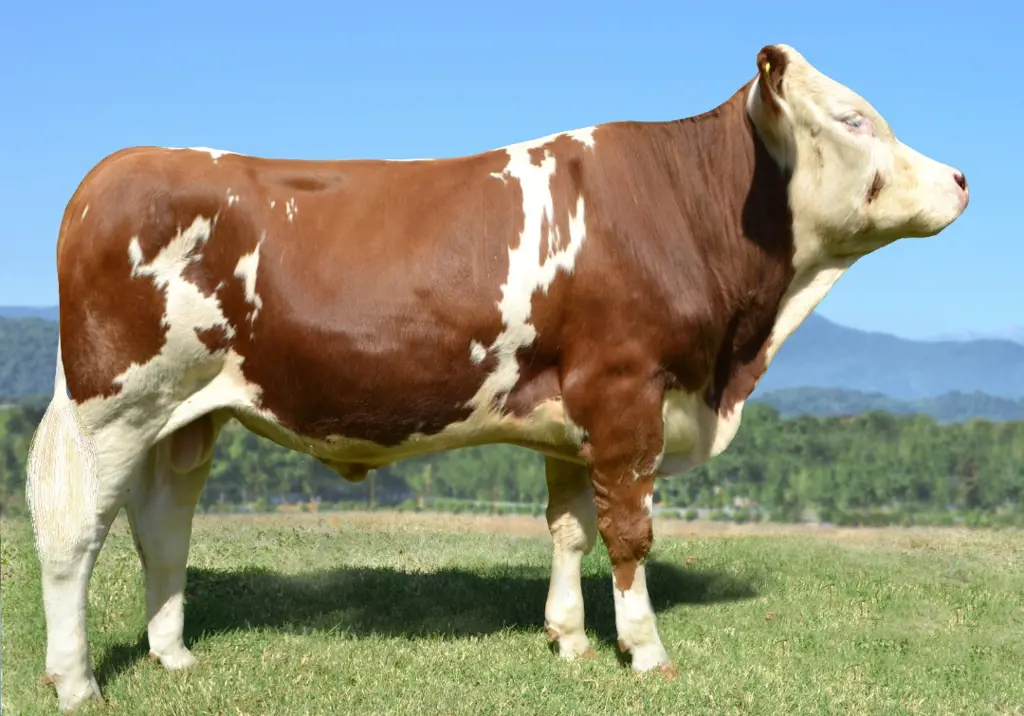 تصویر شماره 1 محصول 