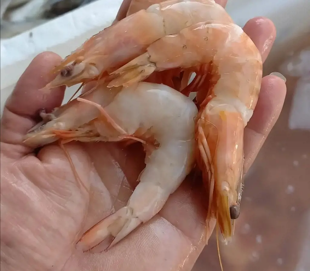 تصویر شماره 1 محصول 