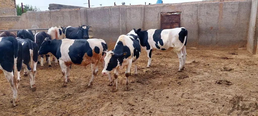 تصویر شماره 1 محصول 