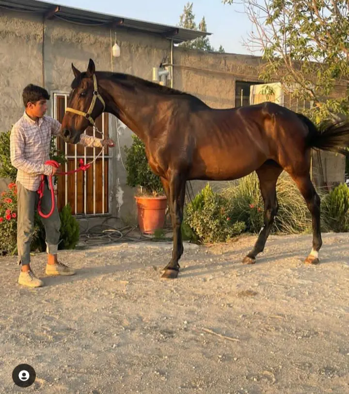 تصویر شماره 1 محصول 