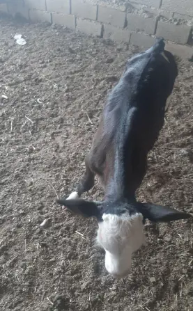 تصویر شماره 3 محصول 