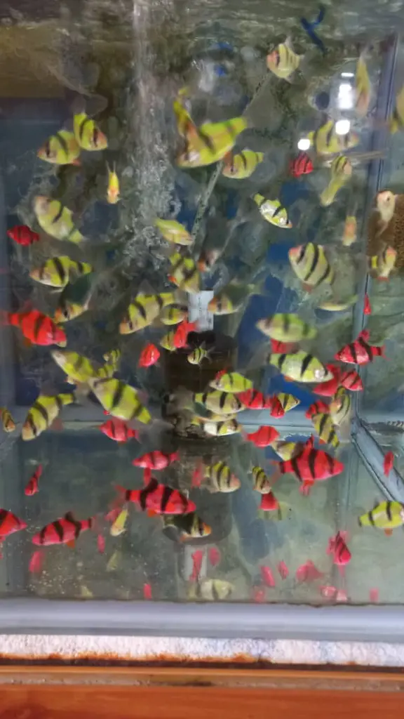 تصویر شماره 1 محصول 