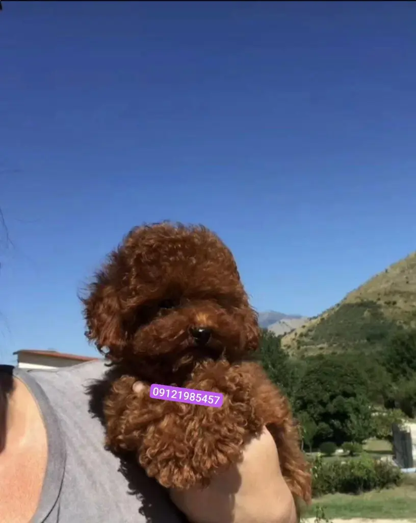 تصویر شماره 1 محصول 